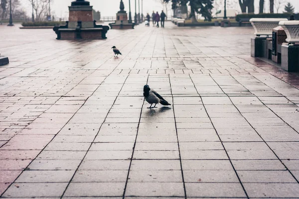 Cuervo negro en la acera del pavimento en el parque en un día de otoño — Foto de Stock