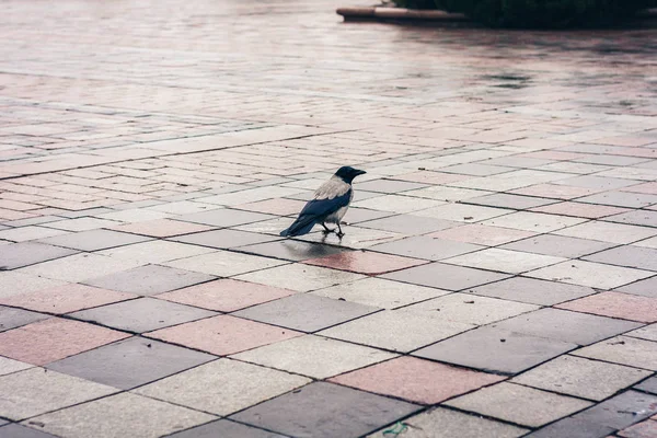 Schwarze Krähe auf dem Bürgersteig im Park an einem Herbsttag. — Stockfoto