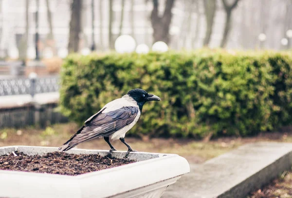 Schwarz-weiße Krähe sitzt auf dem Bürgersteig in einem Park auf einem Ast — Stockfoto