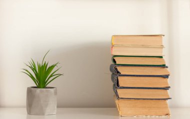 Saksı evi kaktüsü. Gri tencereler ve bir yığın bo ile sulu.