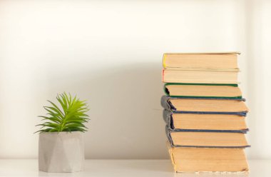 Saksı evi kaktüsü. Gri tencereler ve bir yığın bo ile sulu.