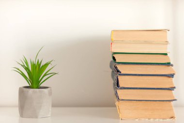 Saksı evi kaktüsü. Gri tencereler ve bir yığın bo ile sulu.