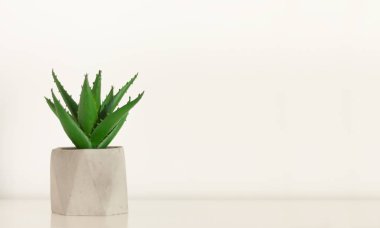 Saksı evi kaktüsü. Gri tencerede sulu. Beyaz rafta.