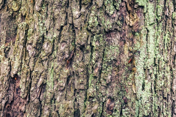 苔のある樹皮の木秋の森に自生します — ストック写真