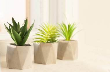 Saksı bitkisi kaktüsü. Gri tencerede sulu.