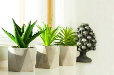 Pencere kenarındaki beyaz tencereler üzerindeki gri çömlekler içinde sulu saksı bitkisi. Minimalist İskandinav iç mimarisinde rahat ev modern dekor