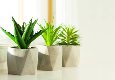 Pencere kenarındaki beyaz tencereler üzerindeki gri çömlekler içinde sulu saksı bitkisi. Minimalist İskandinav iç mimarisinde rahat ev modern dekor