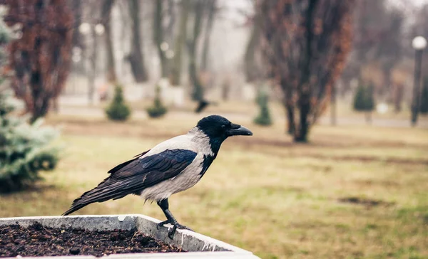 Corbeau Noir Blanc Assis Sur Trottoir Dans Parc Jour Automne — Photo