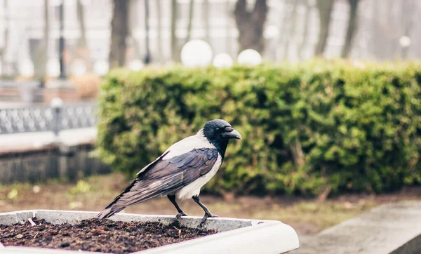 Schwarz Weiße Krähe Sitzt Einem Herbsttag Auf Dem Bürgersteig Einem — Stockfoto