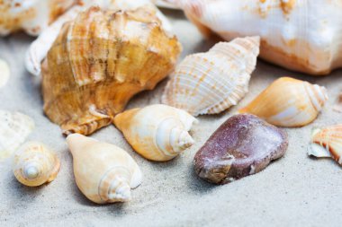 Deniz kabukları, deniz yıldızları, kumdaki mercan ve taşlar, yazlık sahil yolculuğu konsepti ve metin için kopya alanı