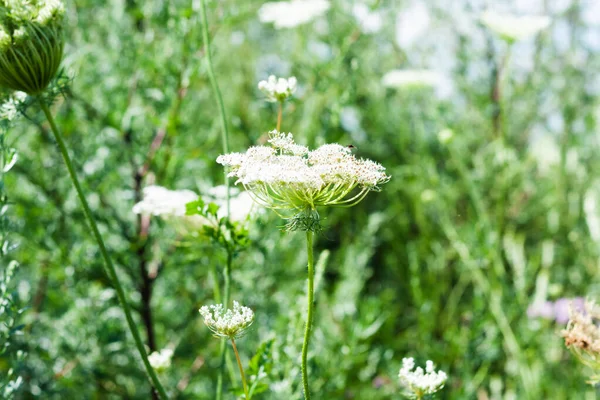 Wilde Bloemen Bloeien Het Weiland Morgens Een Heldere Zonnige Dag — Stockfoto