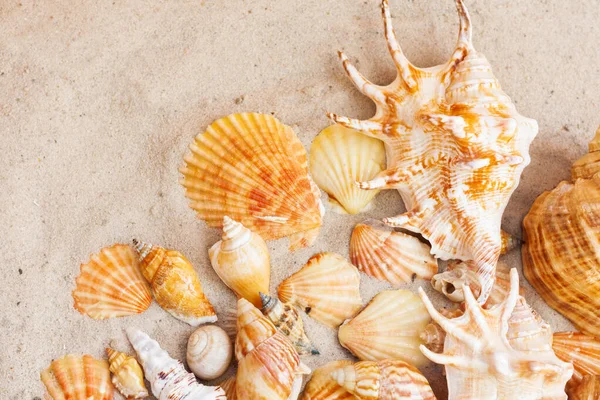 Seashells Sea Stars Coral Stones Sand Summer Beach Background Travel — Stock Photo, Image