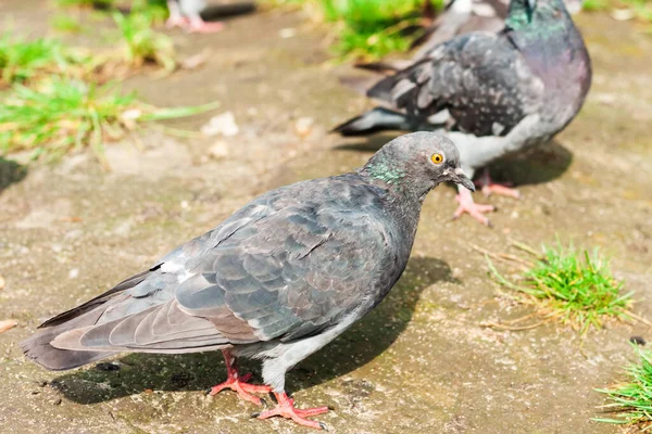 ハトは公園で湖に飛び込み保護環境の背景生態学の概念を — ストック写真