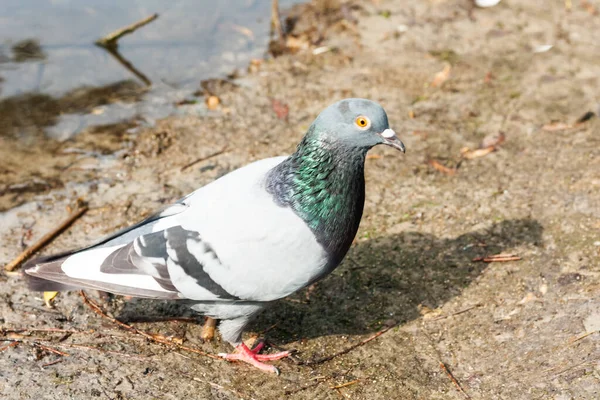 Güvercinler Bir Parkta Göle Atlıyor Çevre Koruma Ekoloji Konsepti — Stok fotoğraf