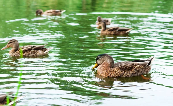 Flock of ducks on a lake in a park, protection environment background, ecology concept