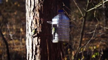 Titmouse beslenme yalağından yiyor.