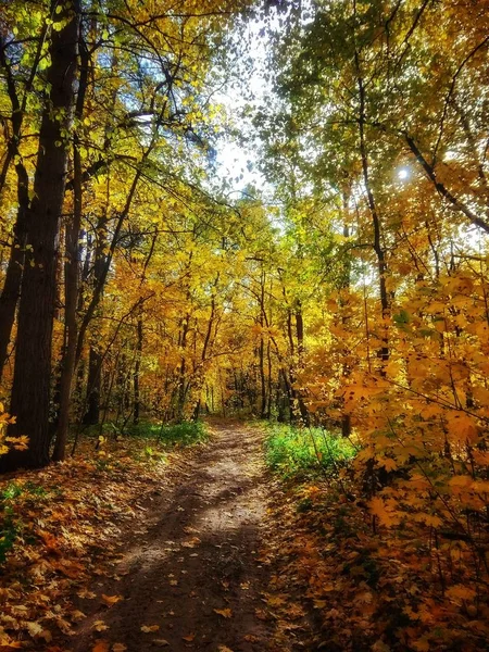 Autumn Forest Yellow Foliage Nature — Stock Photo, Image