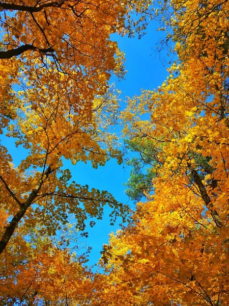 Autumn Forest Yellow Foliage Nature — Stock Photo, Image