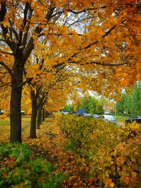 Jesienny Las Żółte Liście Przyroda — Zdjęcie stockowe