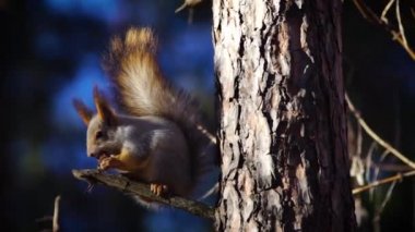Sincaplar ormanda fındık yer.