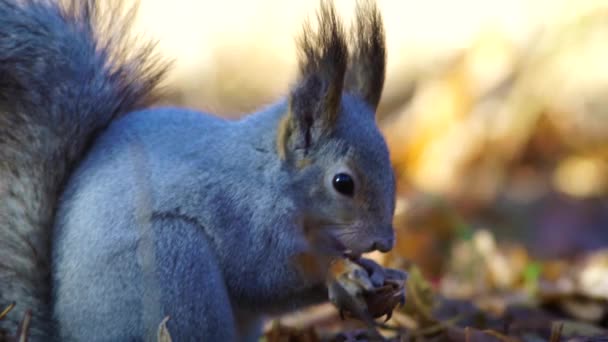 Eichhörnchen Fressen Nüsse Wald — Stockvideo