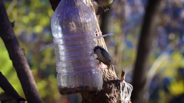 Rebanho Titmice Comer Dos Alimentadores Esquilo Vem — Vídeo de Stock