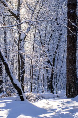 Rusya 'nın göbeğinde güneşli bir günde kış ormanı. Karla kaplı dallar ufalanan karla.