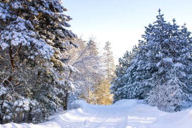 Rusya 'nın göbeğinde güneşli bir günde kış ormanı