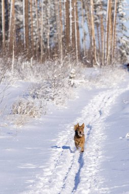 Airedale kış ormanlarında karda koşar.