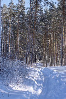 Rusya 'nın göbeğinde güneşli bir günde kış ormanı