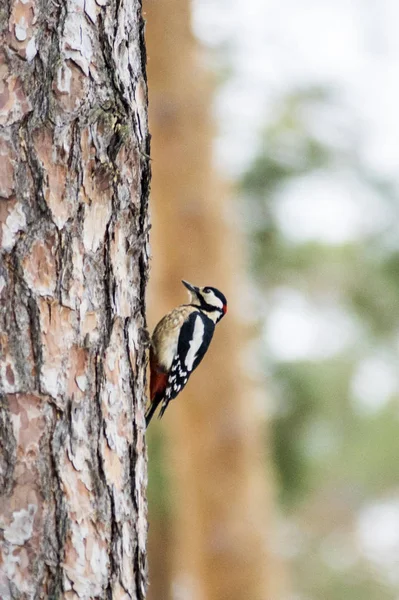 Pica Pau Senta Tronco Árvore Pinheiro Uma Floresta Inverno — Fotografia de Stock