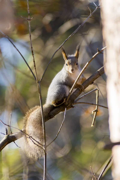 Eichhörnchen Fressen Nüsse Wald — Stockfoto