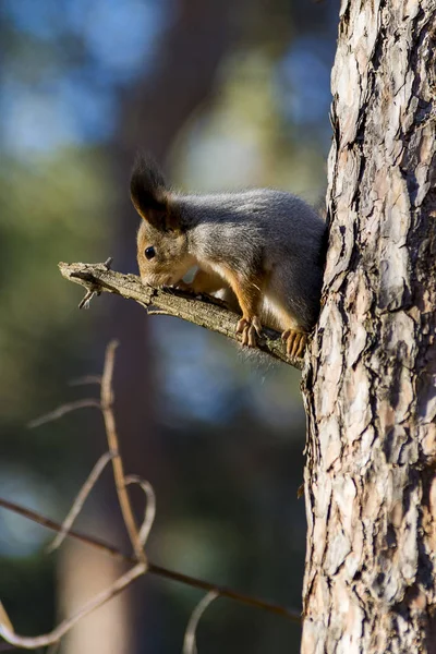 Esquilos Comer Nozes Floresta — Fotografia de Stock