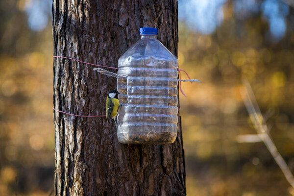 titmouse in the park eats from the feeder