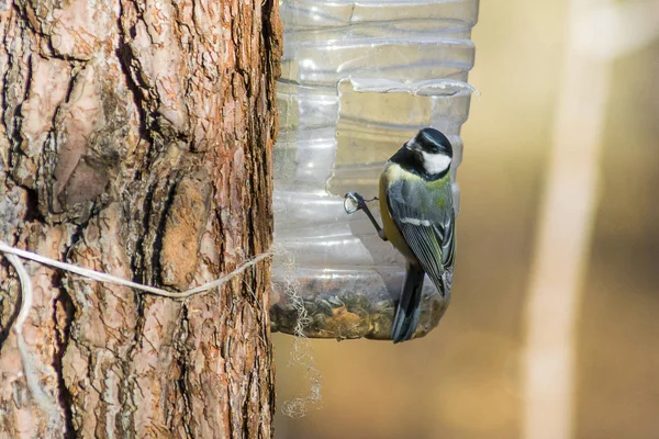 Titmouse Parken Äter Från Mataren — Stockfoto