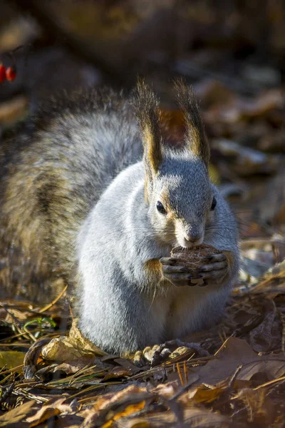 Ardillas Comen Nueces Bosque —  Fotos de Stock