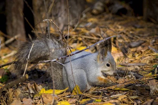 Eichhörnchen Fressen Nüsse Wald — Stockfoto