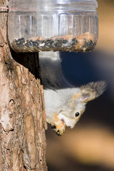 Esquilos Comer Nozes Floresta — Fotografia de Stock