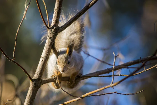 Niedliche Eichhörnchen Auf Dem Baum Wald — Stockfoto