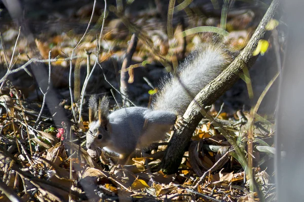 Niedliche Eichhörnchen Auf Dem Baum Wald — Stockfoto