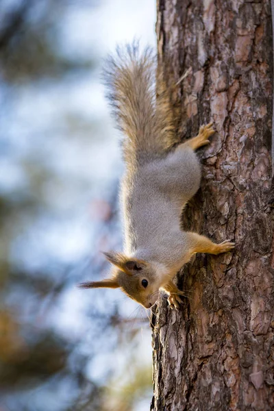 Niedliche Eichhörnchen Auf Dem Baum Wald — Stockfoto