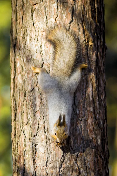 Écureuils Mignons Sur Arbre Dans Forêt — Photo