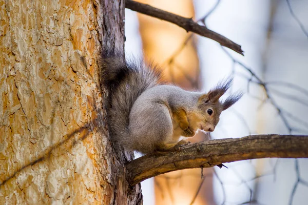 Niedliche Eichhörnchen Auf Dem Baum Wald — Stockfoto