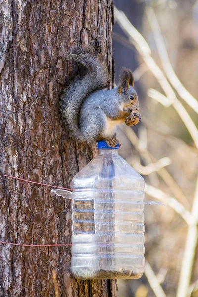 Écureuils Mignons Sur Arbre Dans Forêt — Photo