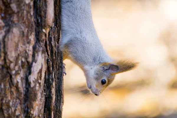 Écureuils Mignons Sur Arbre Dans Forêt — Photo