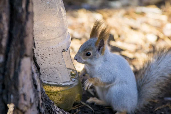 Niedliche Eichhörnchen Auf Dem Baum Wald — Stockfoto