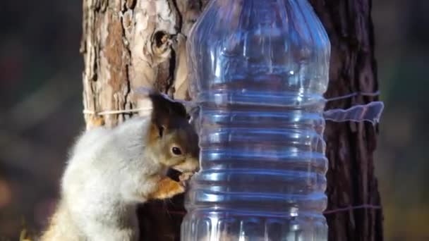 森林里树上可爱的松鼠 — 图库视频影像