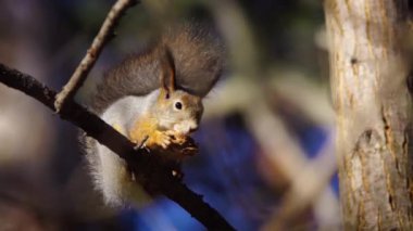 Ormandaki ağaçtaki sevimli sincaplar