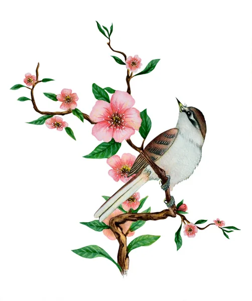 Одна птица сидит на ветке цветущей вишни — стоковое фото
