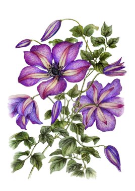 Güzel, leylak renkli klematis çiçekleriyle suluboya çizimi. Düğün davetiyeleri, tebrik kartları, baskılar, tekstil tasarımı, ambalaj tasarımı için romantik bir arkaplan olarak kullanılabilir